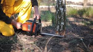 Reliable Snoqualmie, WA Tree Services Solutions