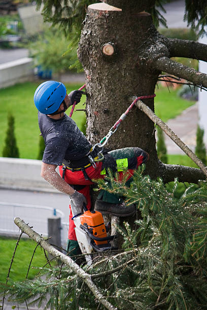 Best Lawn Renovation and Restoration  in Snoqualmie, WA