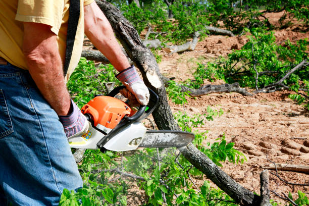 How Our Tree Care Process Works  in  Snoqualmie, WA